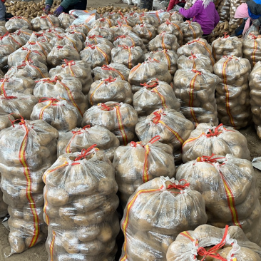 土豆v7希森荷兰十五土豆大量上市