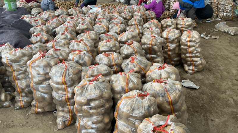 土豆v7希森荷兰十五土豆大量上市