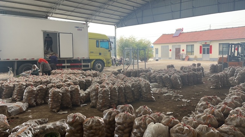 土豆v7希森荷兰十五土豆大量上市