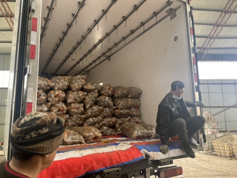 土豆v7希森荷兰十五土豆大量上市