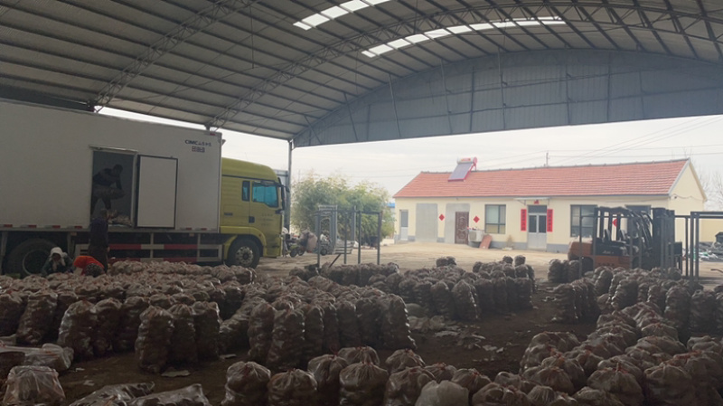 土豆v7希森荷兰十五土豆大量上市