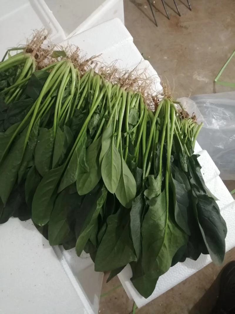 邯郸精品菠菜