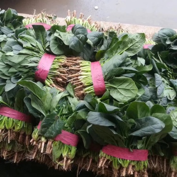 邯郸精品菠菜