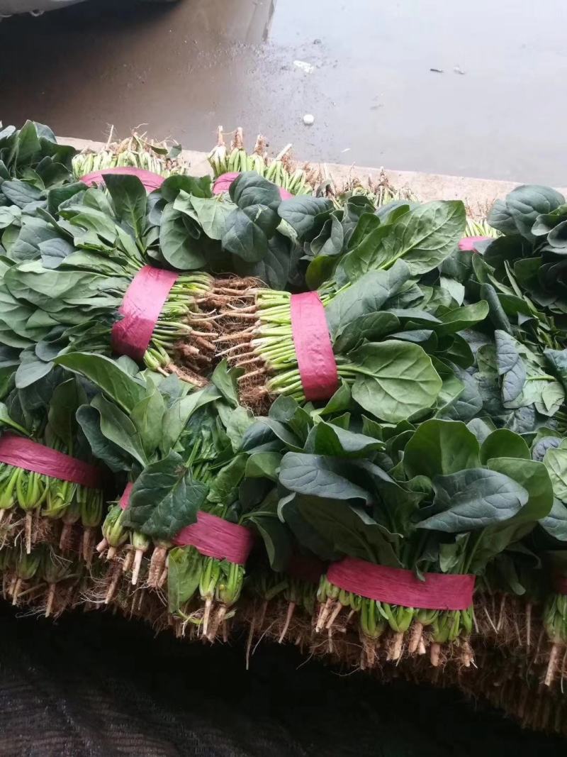 邯郸精品菠菜