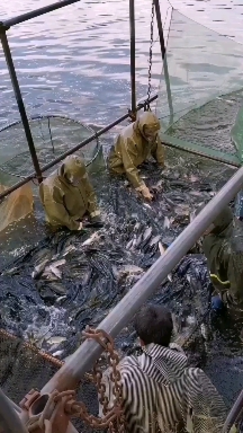 《精品青鱼苗》，螺蛳青，自养自销直接供，保成活。