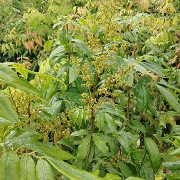 妃子笑果苗