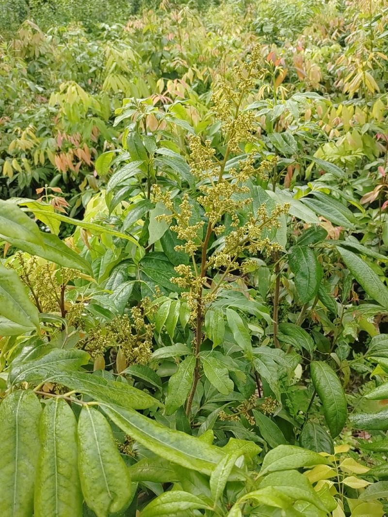 妃子笑果苗