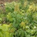 妃子笑果苗