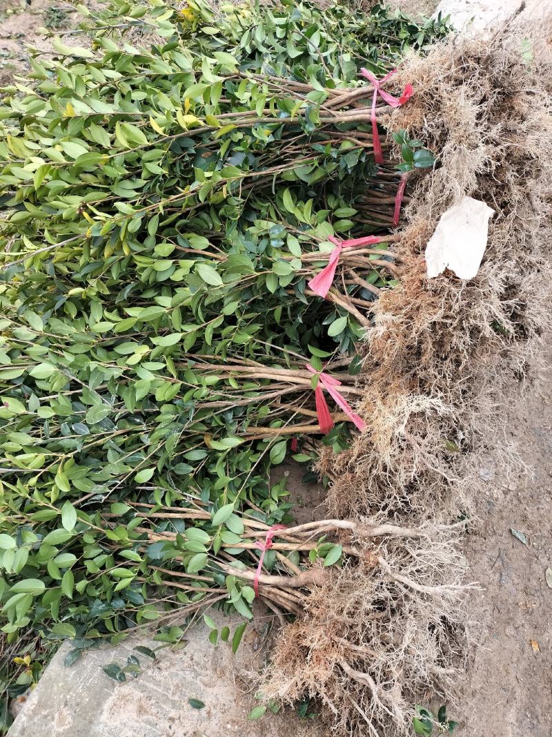 油茶树苗【二年裸根苗】湘林系列嫁接高产油茶苗