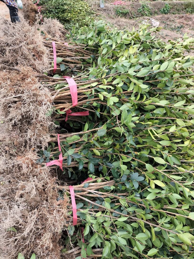 油茶树苗【二年裸根苗】湘林系列嫁接高产油茶苗