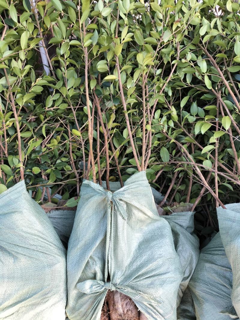油茶树苗【三年大杯苗】湘林系列嫁接高产油茶苗。