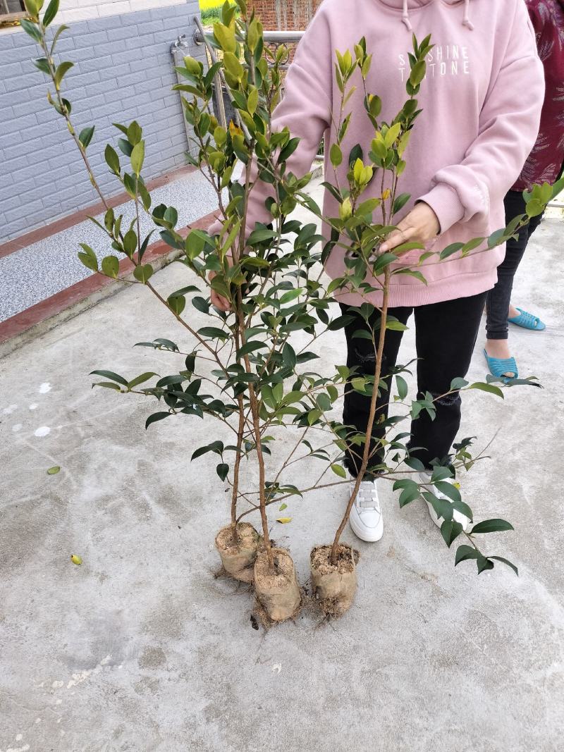 油茶树苗【三年大杯苗】湘林系列嫁接高产油茶苗。