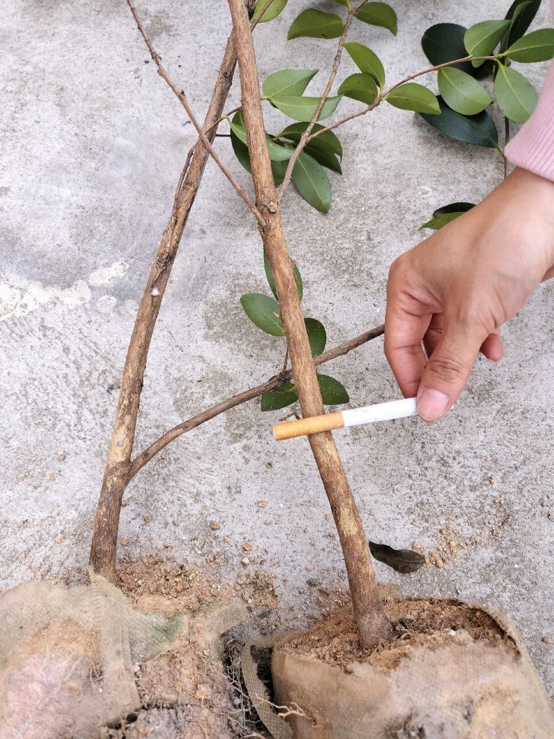 油茶树苗【三年大杯苗】湘林系列嫁接高产油茶苗。