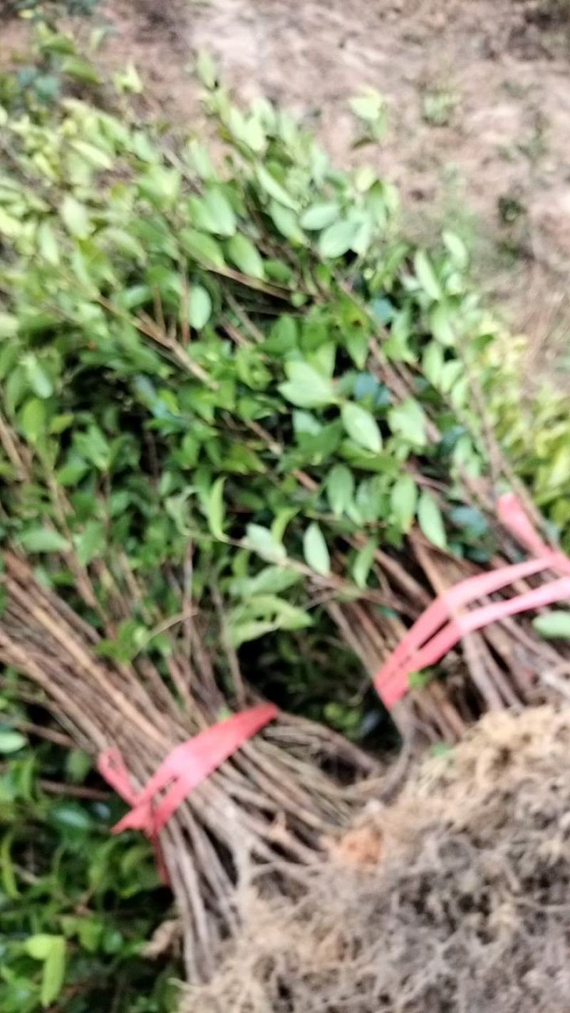 油茶树苗【二年裸根苗】湘林系列嫁接高产油茶苗
