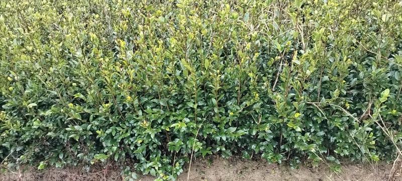 油茶树苗【二年裸根苗】湘林系列嫁接高产油茶苗