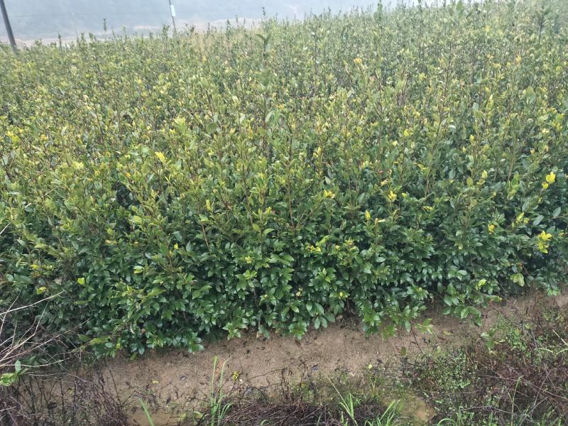 油茶树苗【二年裸根苗】湘林系列嫁接高产油茶苗