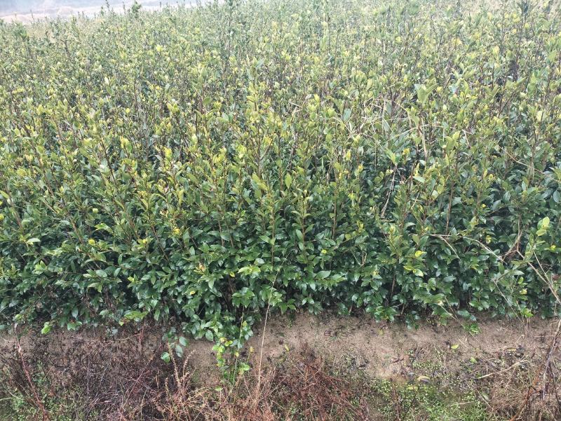 油茶树苗【二年裸根苗】湘林系列嫁接高产油茶苗