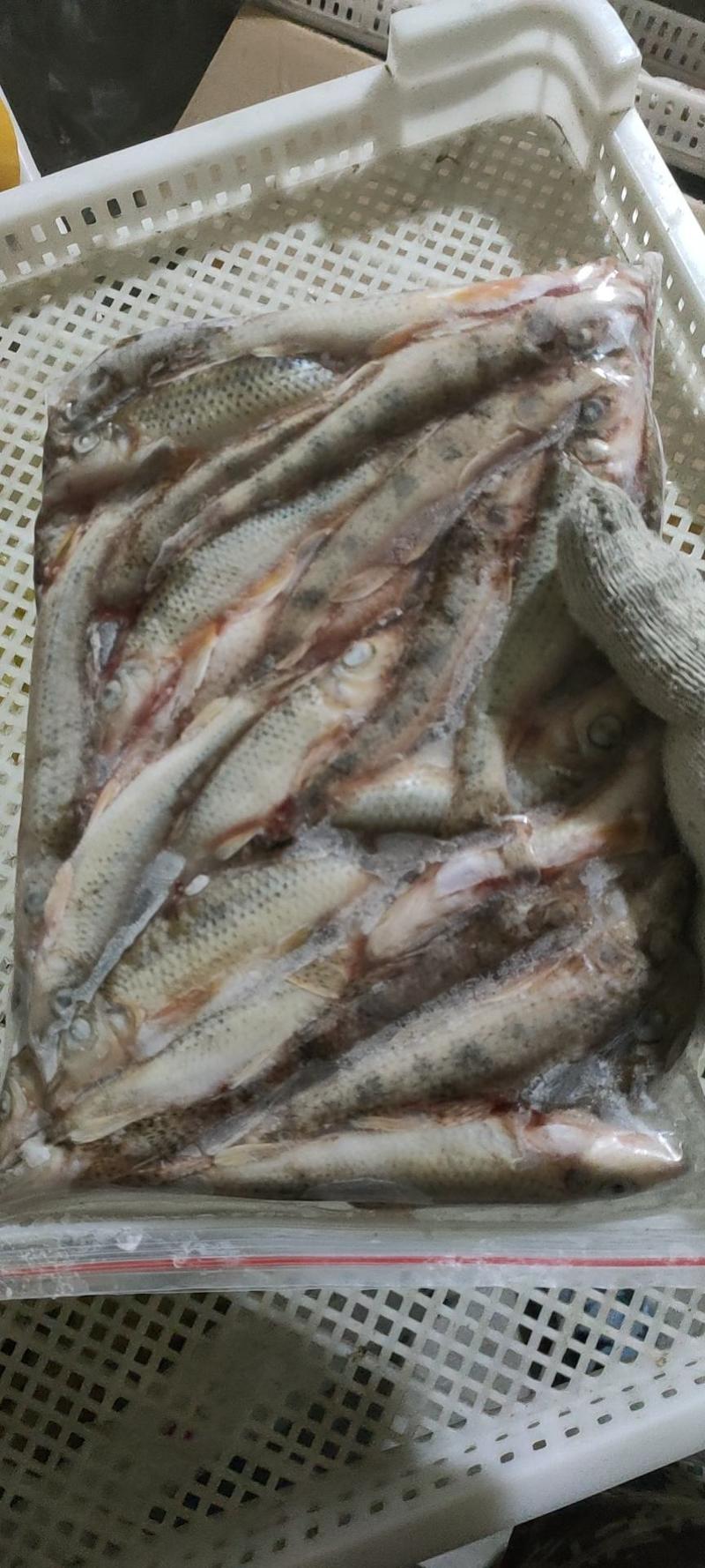 川丁鱼，棍子鱼，沙古鲁鱼手杀，鲜货冻货都有货，保证质量