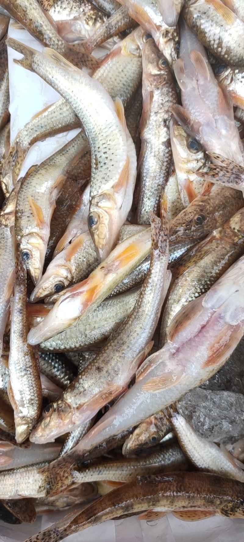 川丁鱼，棍子鱼，沙古鲁鱼手杀，鲜货冻货都有货，保证质量