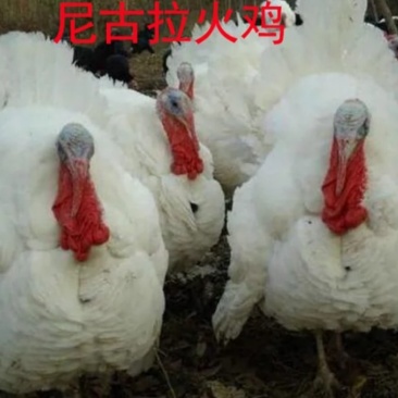 种蛋受精蛋尼古拉孵化，苗88量大优惠