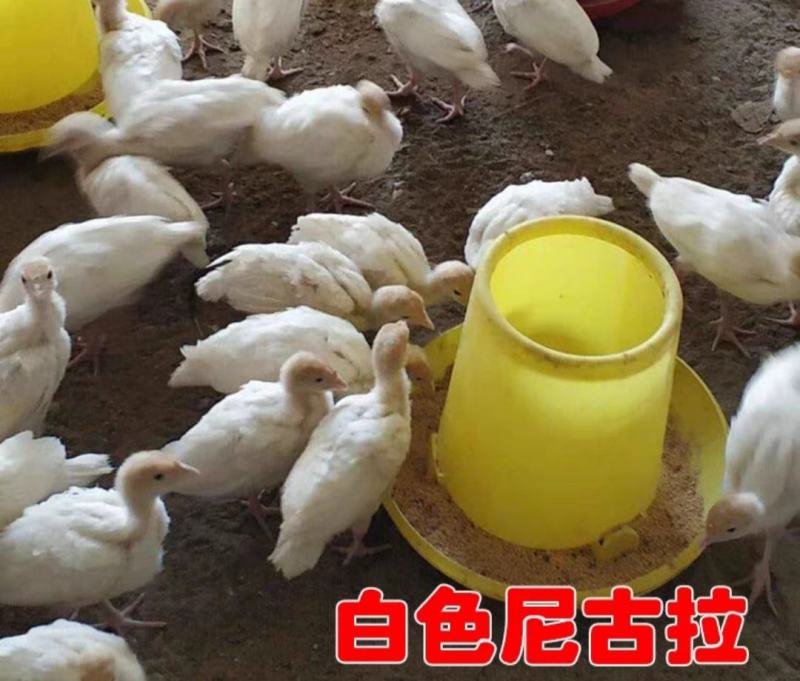 种蛋受精蛋尼古拉孵化，苗88量大优惠
