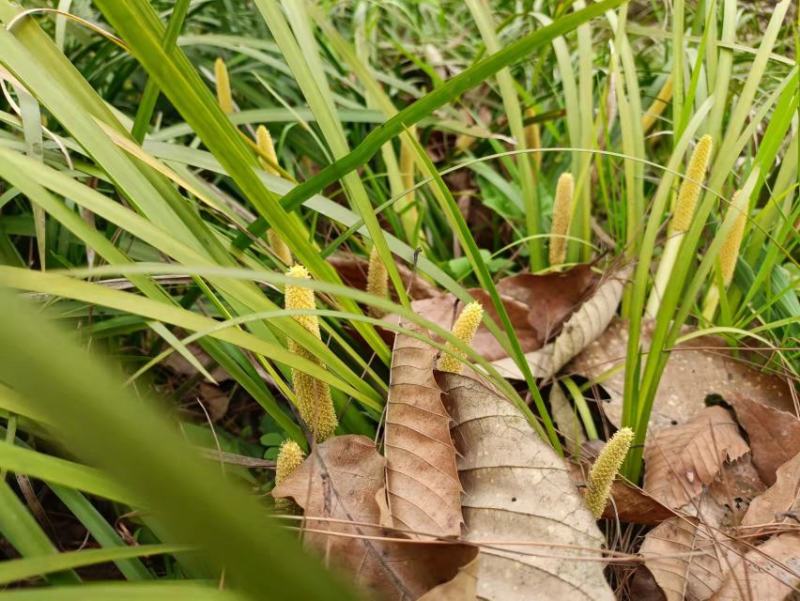 石菖蒲种仔，石菖蒲种苗出售，防野生种植户直接销售