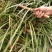 石菖蒲种仔，石菖蒲种苗出售，防野生种植户直接销售