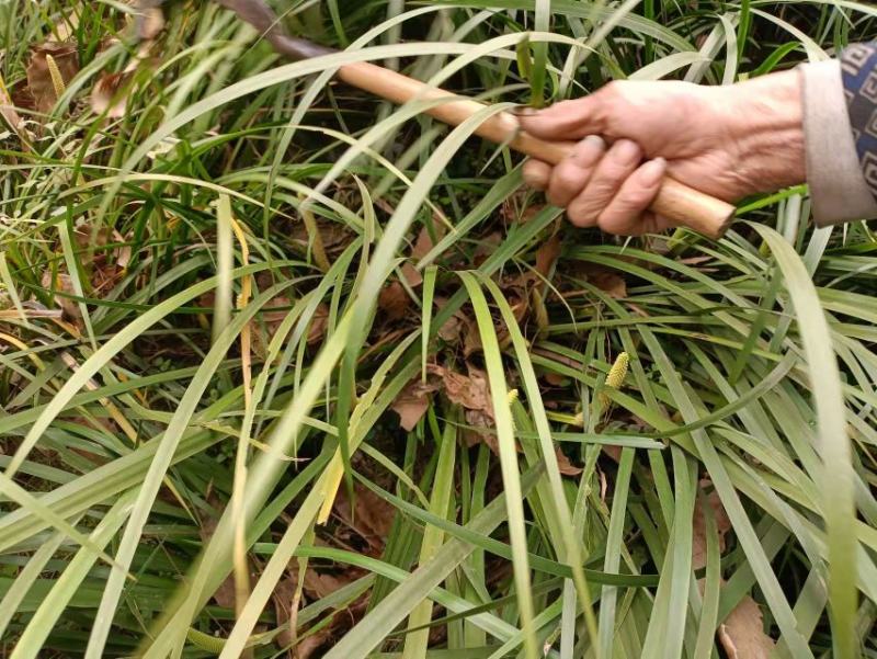 石菖蒲种仔，石菖蒲种苗出售，防野生种植户直接销售