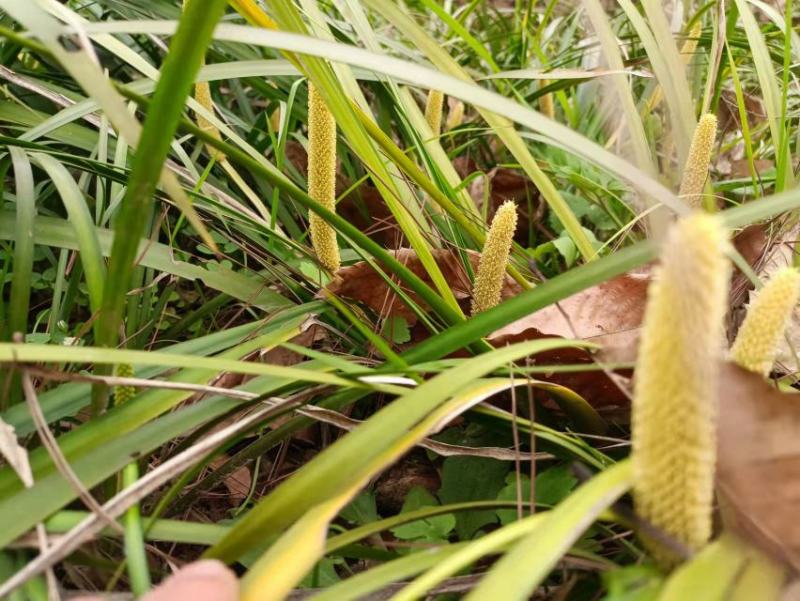 石菖蒲种仔，石菖蒲种苗出售，防野生种植户直接销售