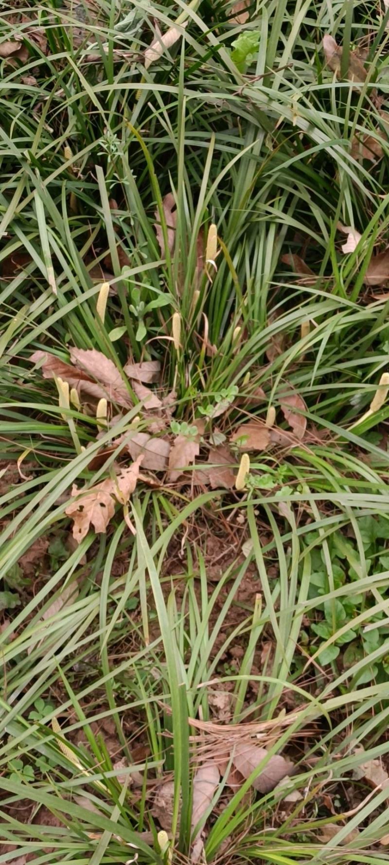 石菖蒲种仔，石菖蒲种苗出售，防野生种植户直接销售