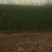 分葱马上上市