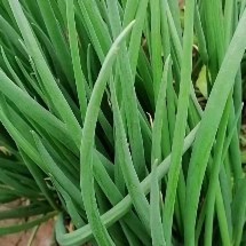 小葱