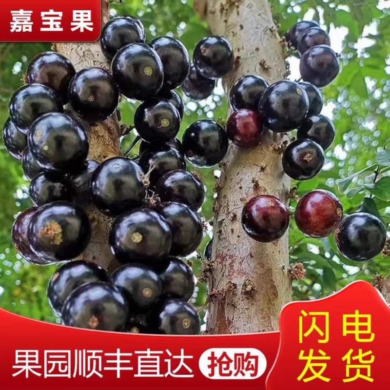 【顺丰空运】现摘嘉宝果新鲜水果树葡萄鲜果稀罕见水果包邮