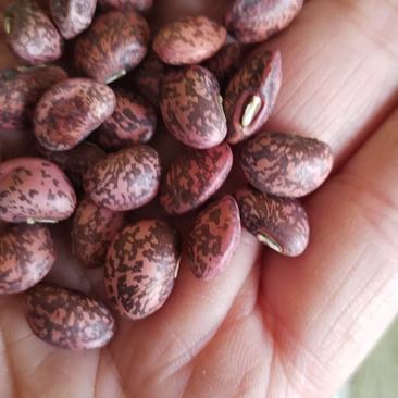 江豆红麻豇豆产地直销当地红麻豇豆红兔食豆