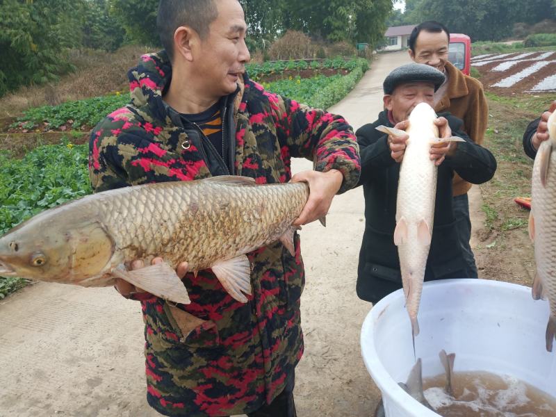 广草鱼苗，长势快，抗病能力强，规格齐全，欢迎大家下单