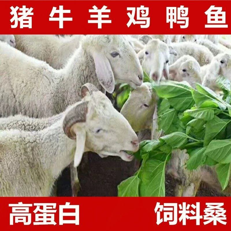 蛋白桑树苗牛羊猪饲料桑大叶杂交苗实生桑苗