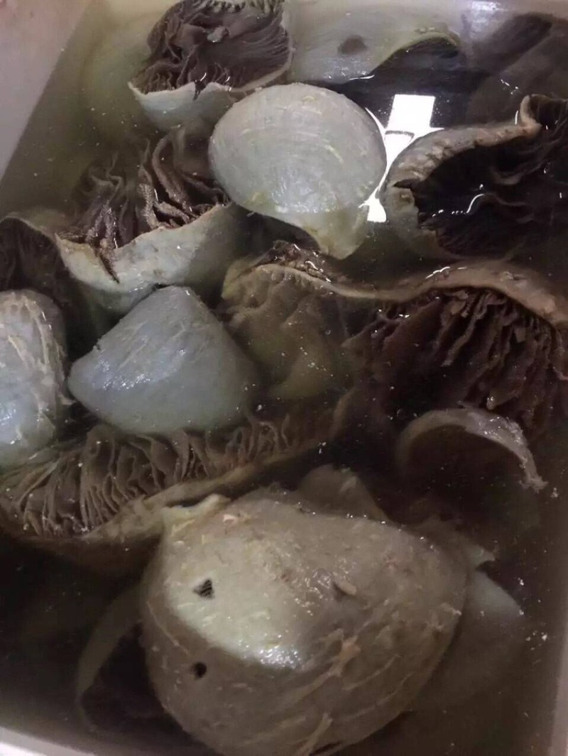 毛肚黑个子