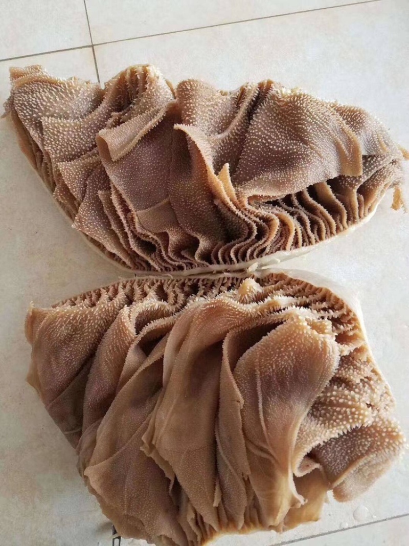 毛肚黑个子