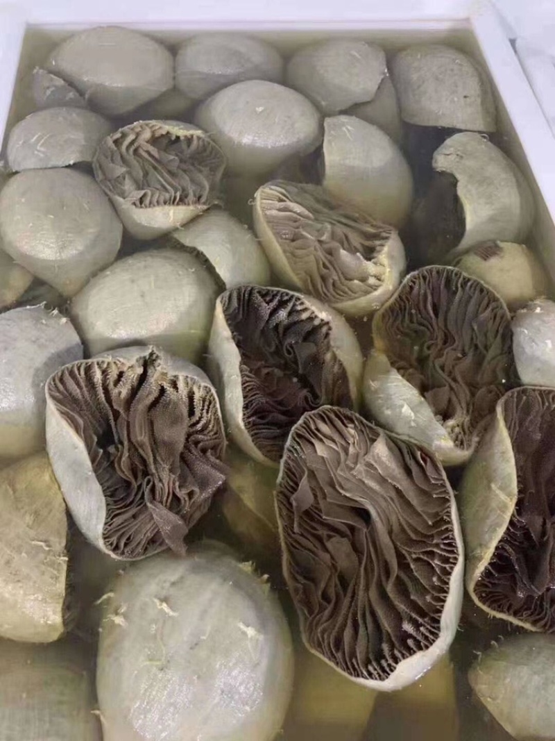 毛肚黑个子
