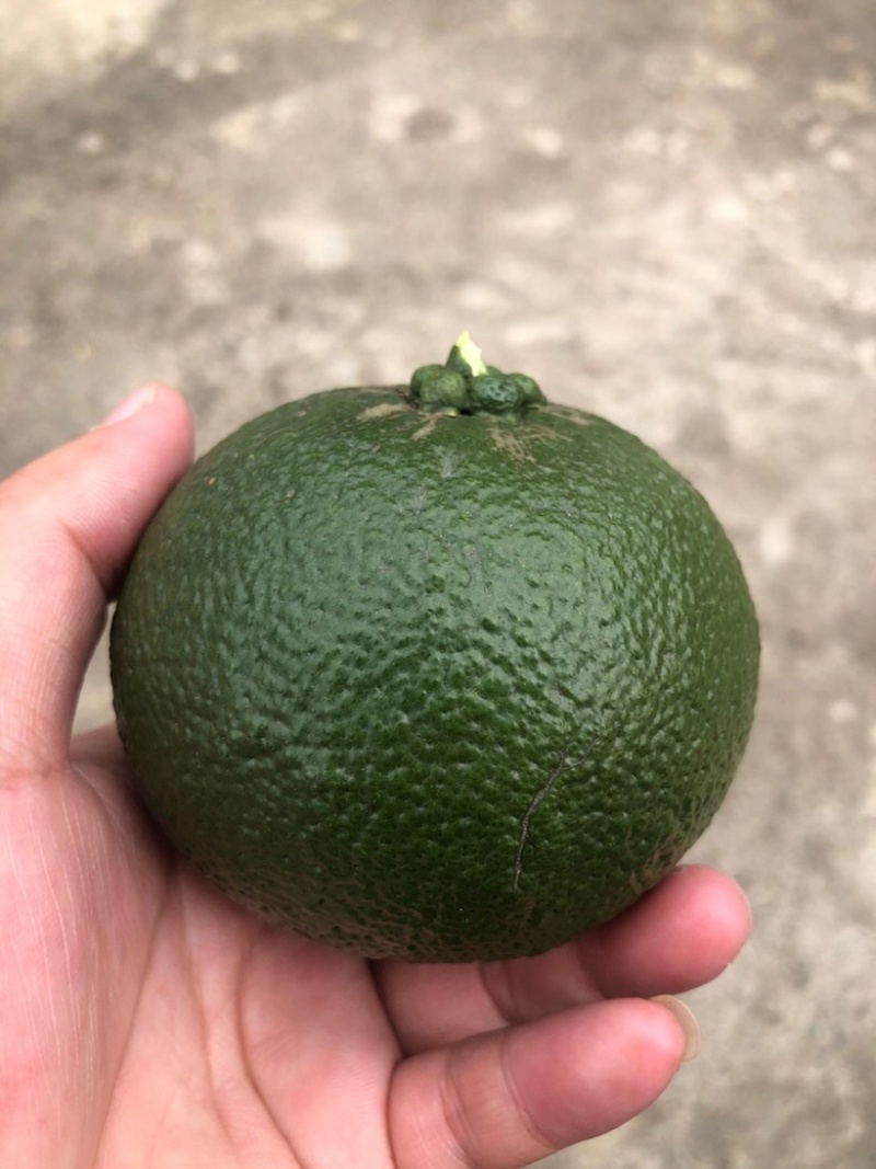 玳玳橘树苗