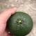 玳玳橘树苗