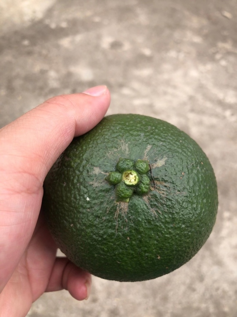 玳玳橘树苗