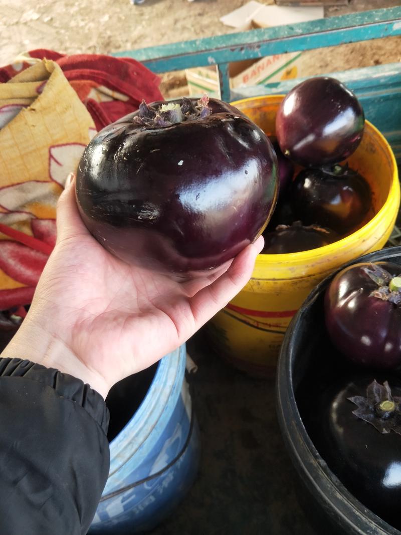 原产地紫光圆茄5两以上，货量充足，发往全国各地。