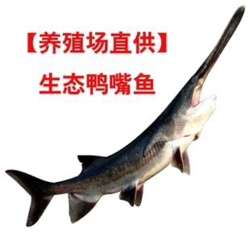 鸭嘴鱼苗8到10公分，现货现发，量大空运。需要联系