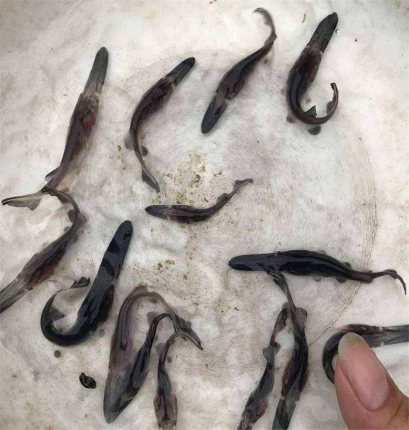 鸭嘴鱼苗8到10公分，现货现发，量大空运。需要联系