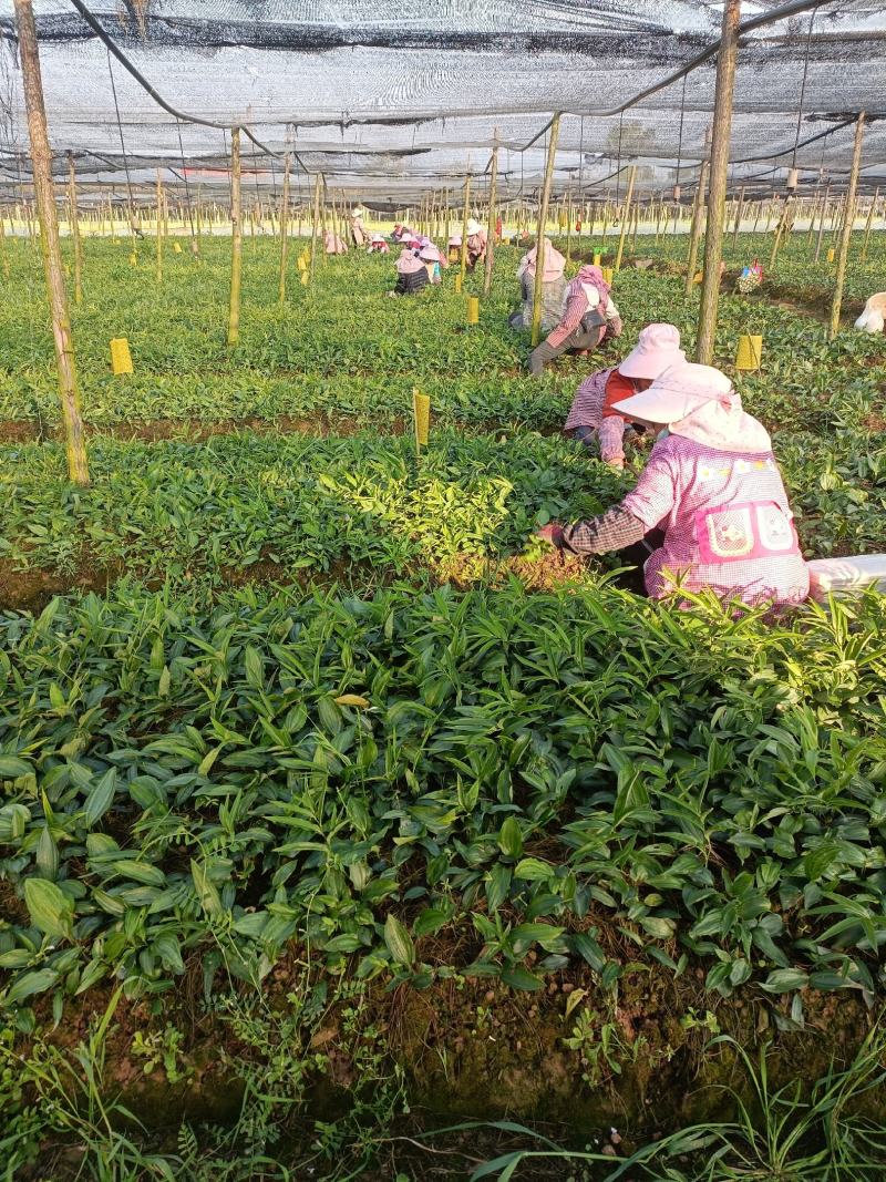 黄精苗基地直发(滇黄精，多花黄精种苗)现挖现卖，保证质