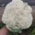 绿色无公害花菜