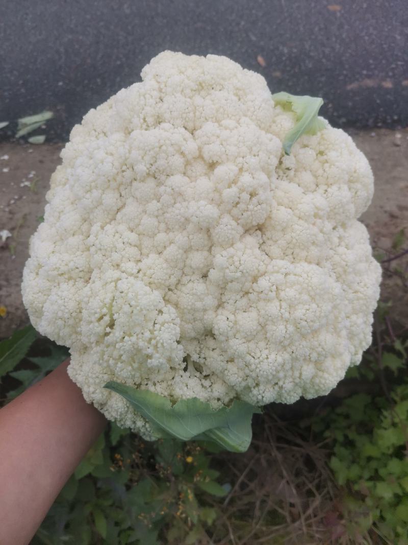 绿色无公害花菜