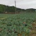 绿色无公害花菜