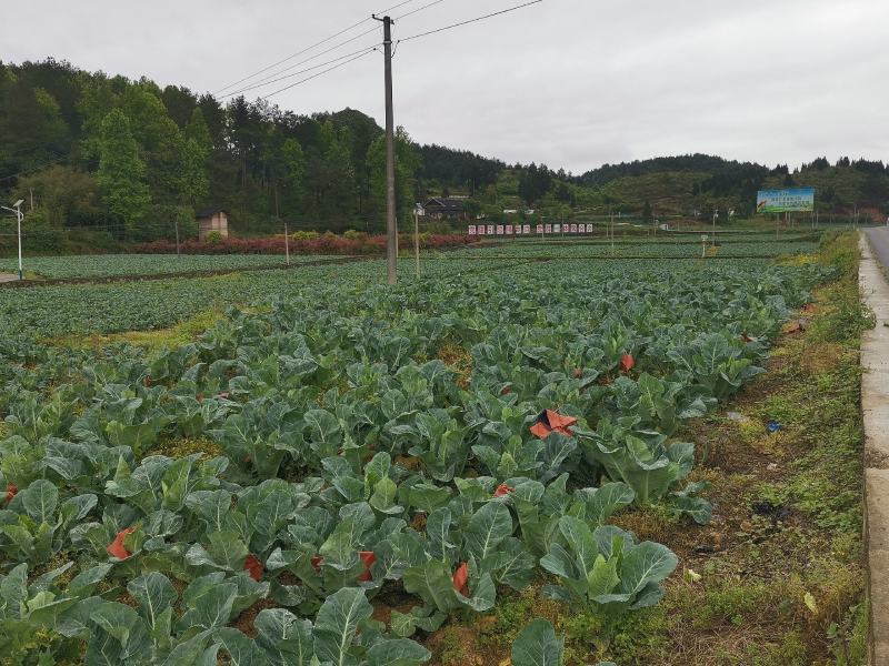 绿色无公害花菜
